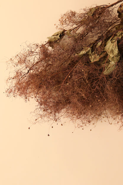 Preserved Smoke Bush - Brown Ombre