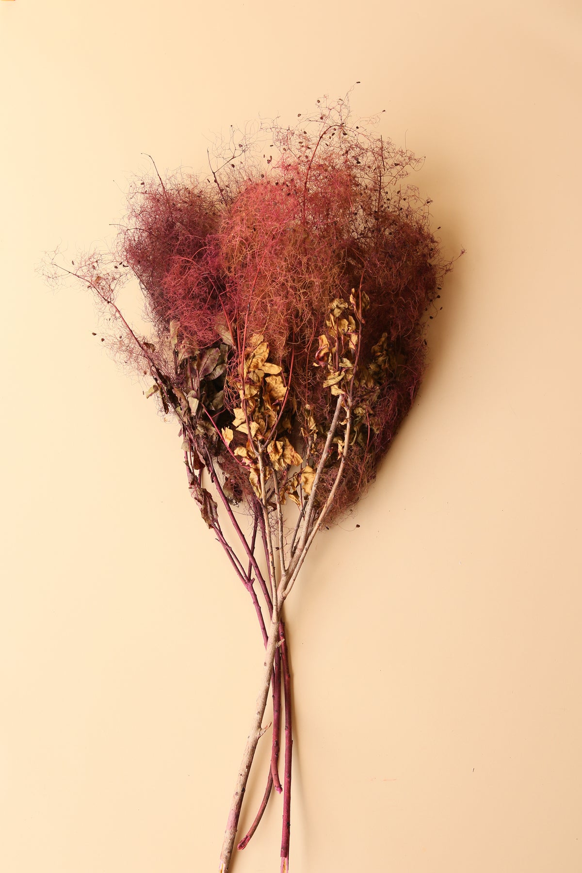 Preserved Smoke Bush - Plum Blend