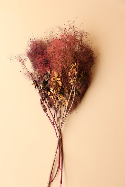Preserved Smoke Bush - Plum Blend