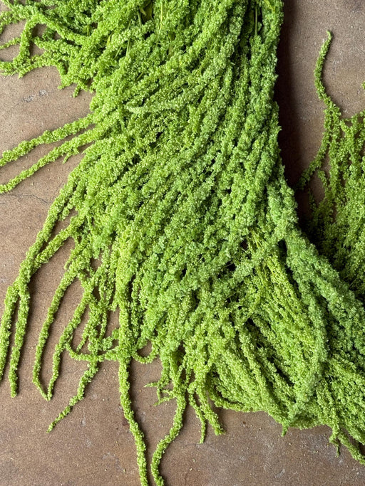 Hanging Amaranthus - Lime Green - alternate
