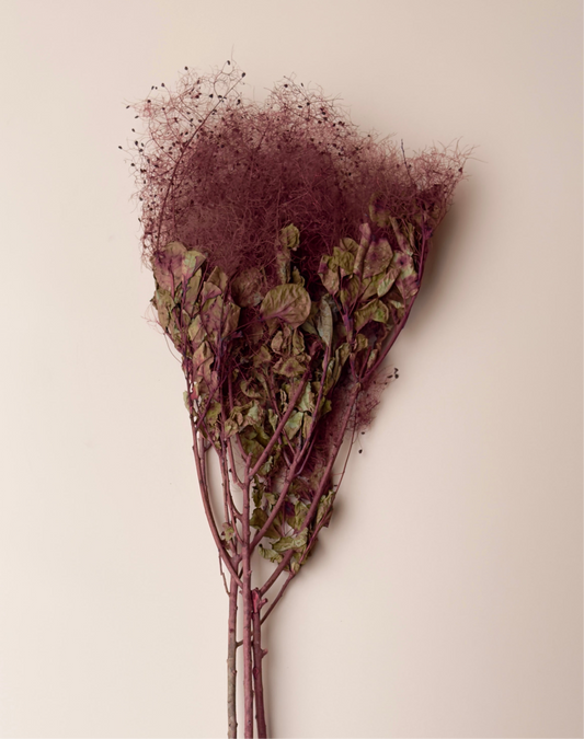 Preserved Smoke Bush - Burgundy/Red Wine
