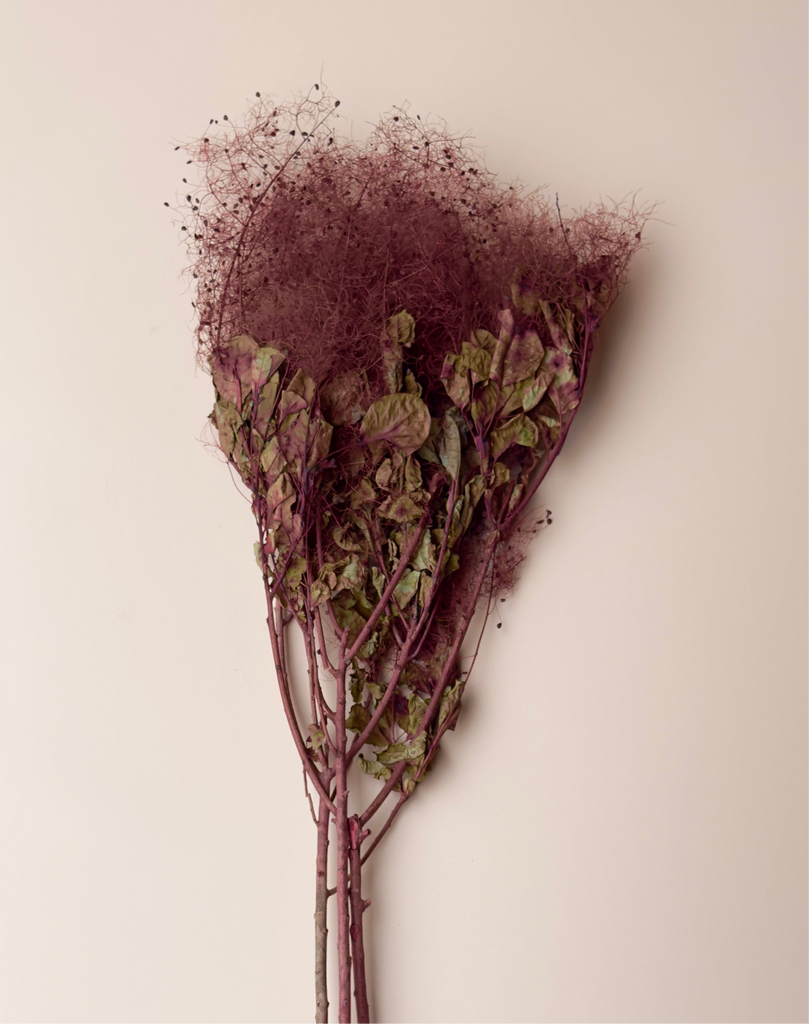 Preserved Smoke Bush - Burgundy/Red Wine
