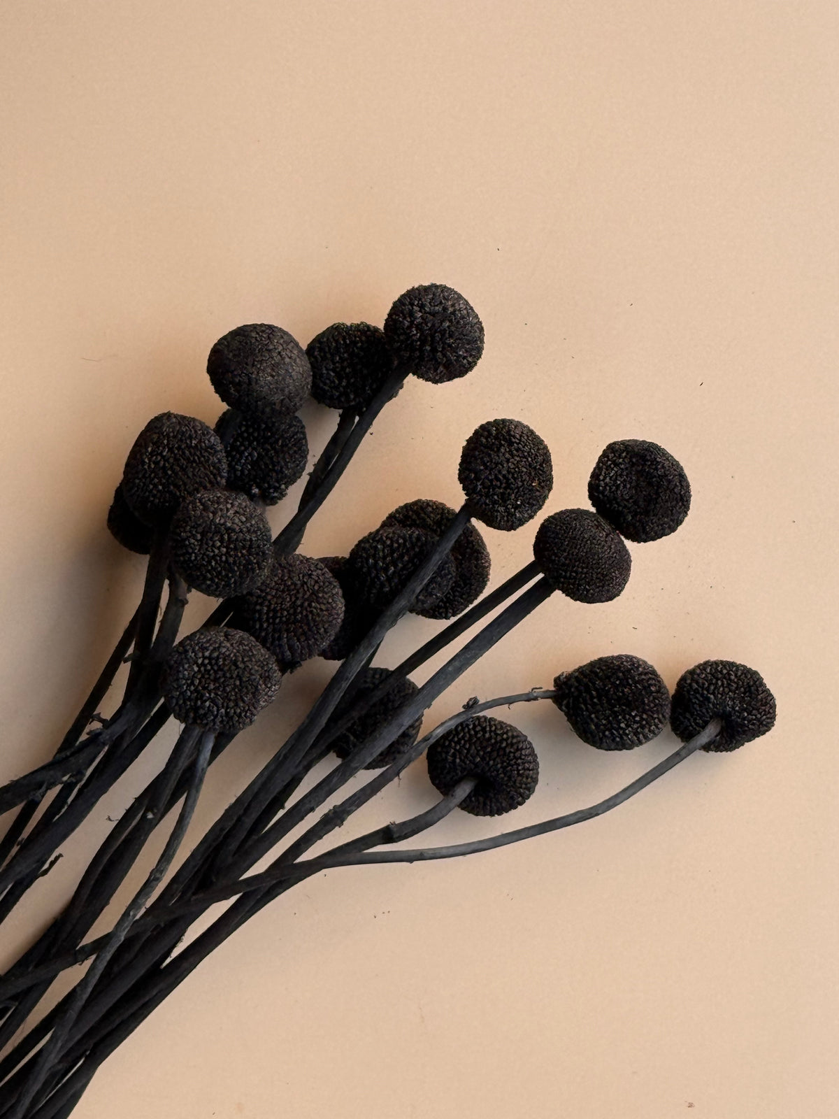 Craspedia - Black/Chalk Black