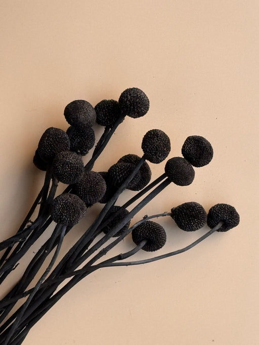 Craspedia - Black/Chalk Black - alternate