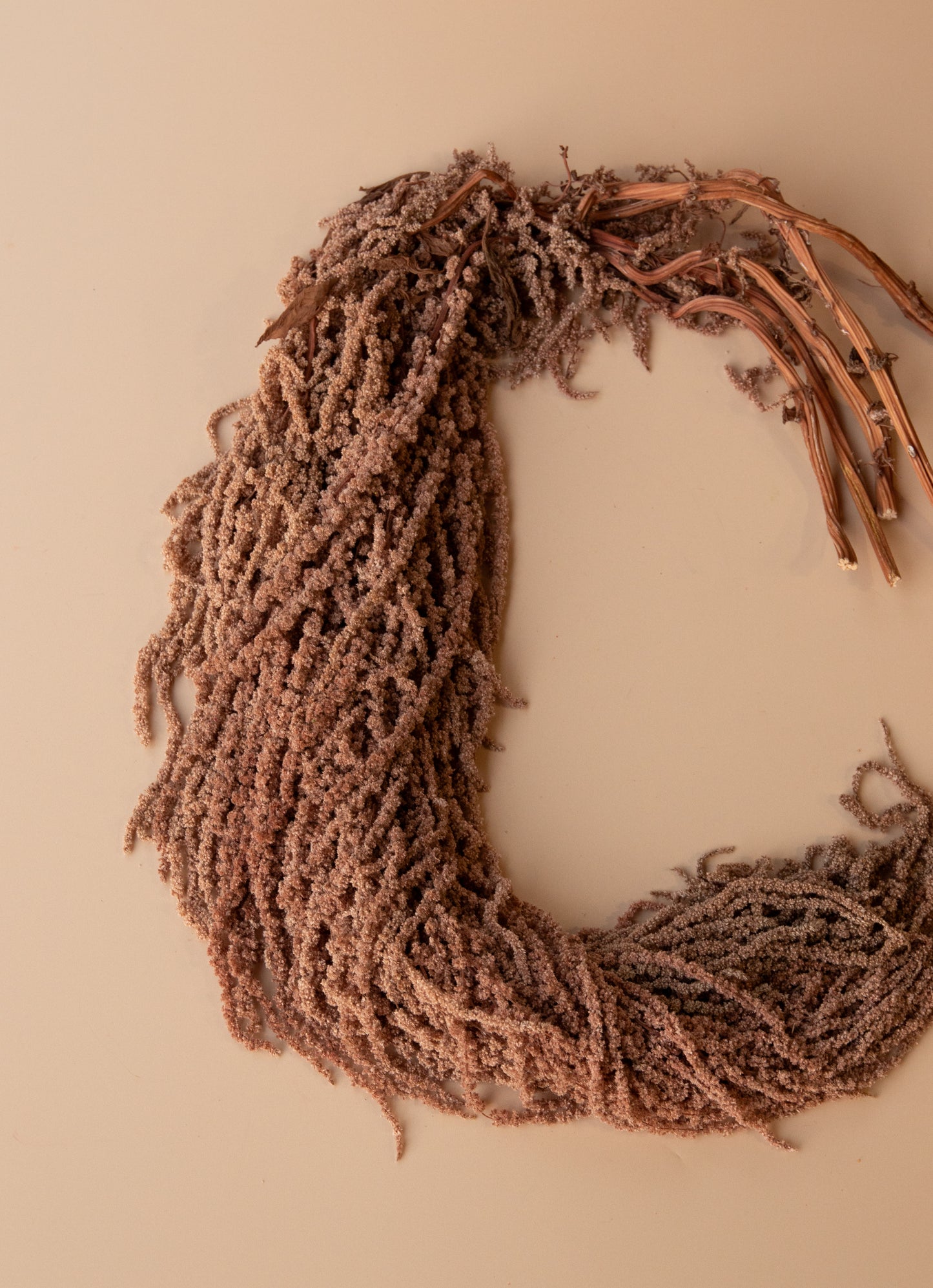 Hanging Amaranthus - Desert Brown
