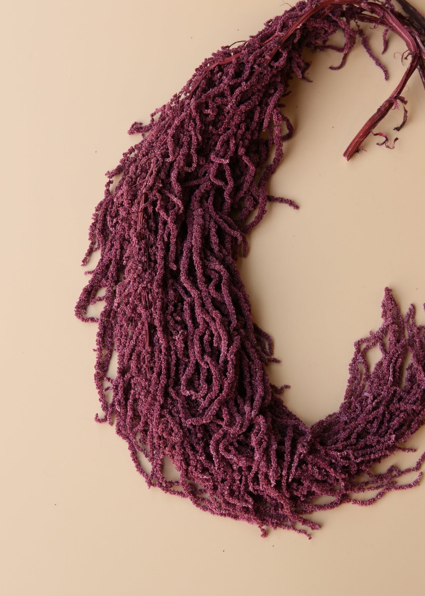 Hanging Amaranthus - Purple Plum