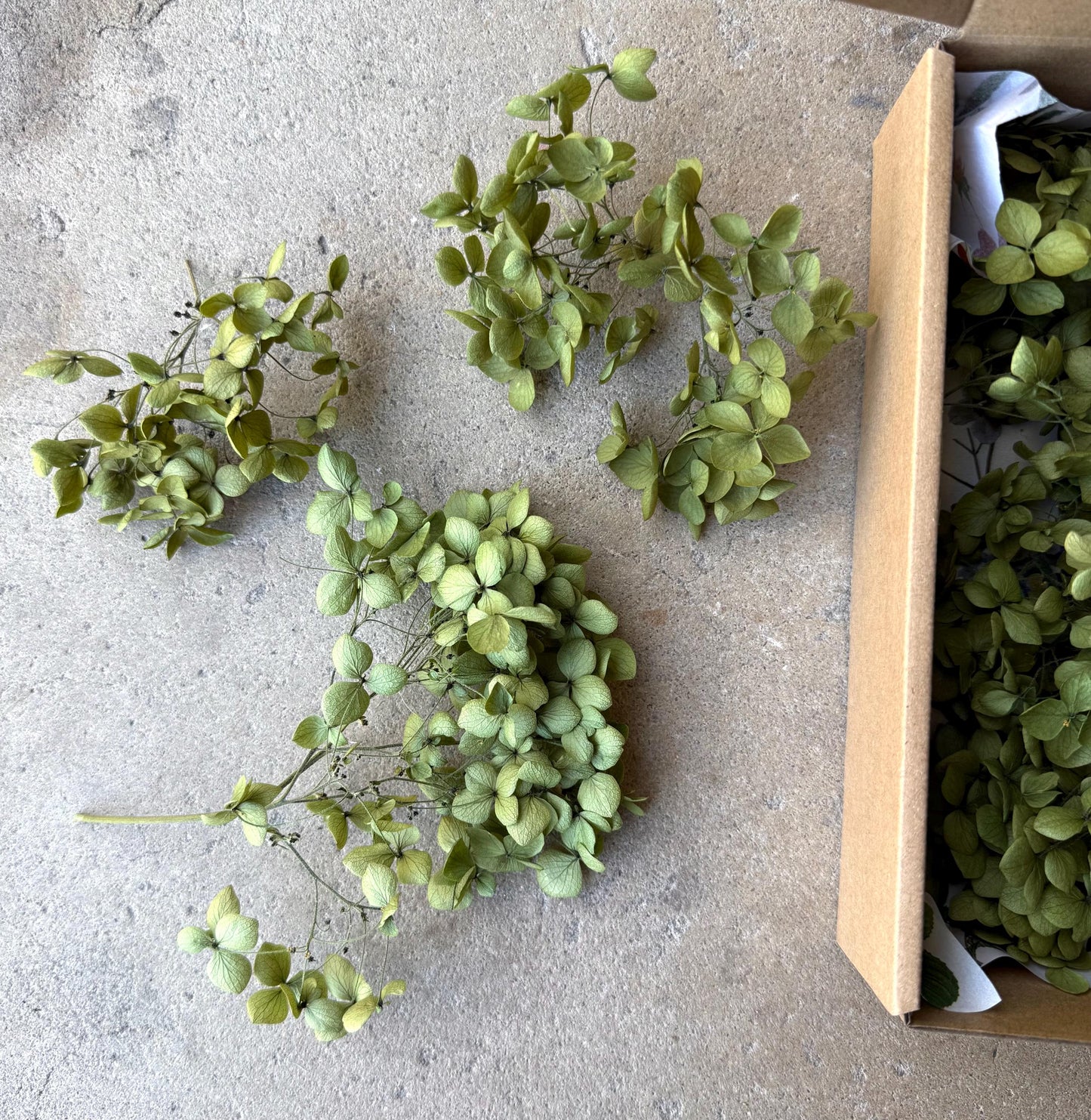 Real Preserved Hydrangea - Loose Petals