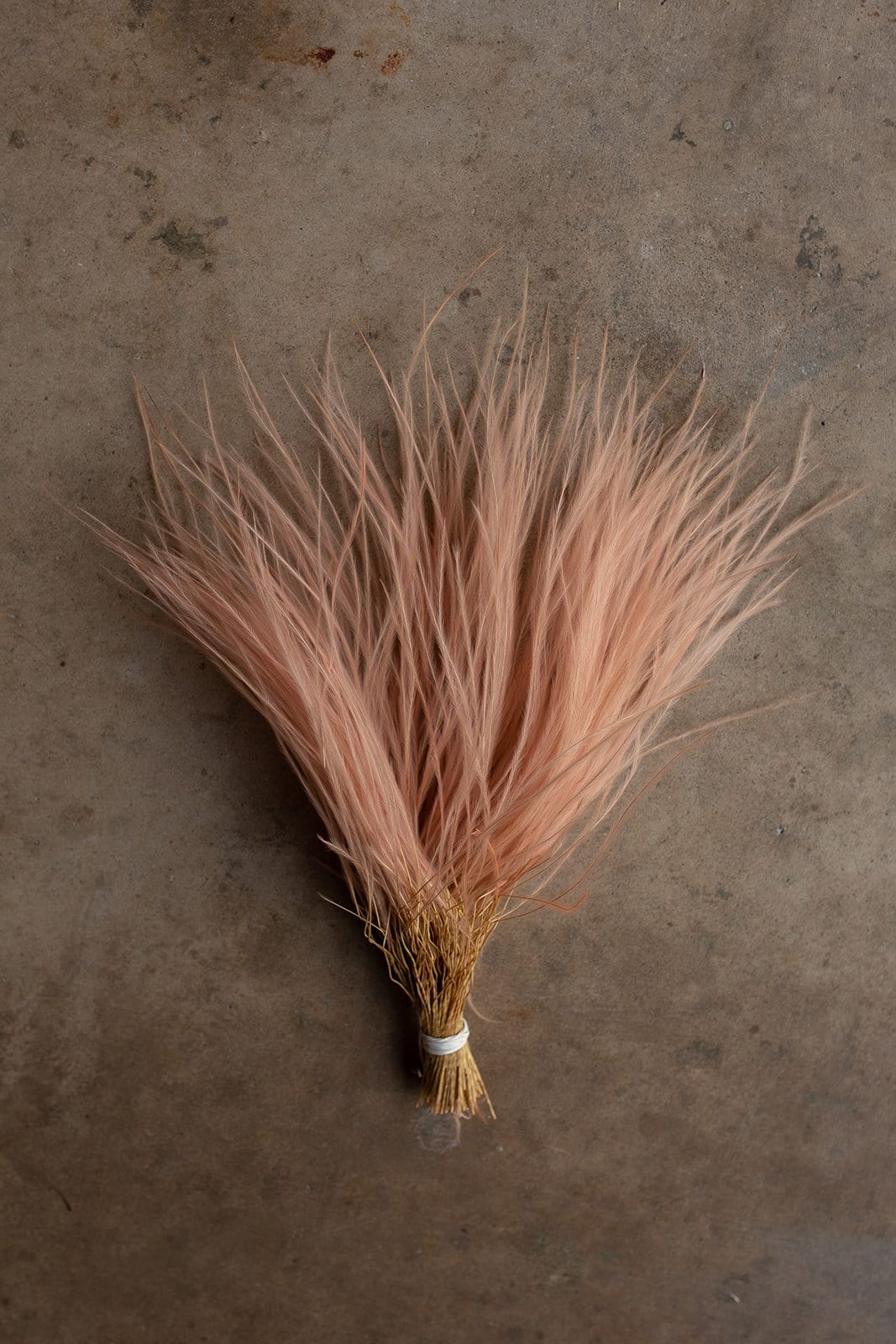 Feather Grass - Pink