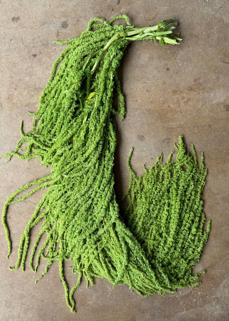 Hanging Amaranthus - Lime Green