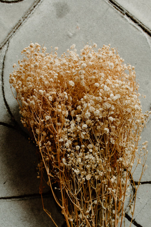 Ivory Preserved Baby's Breath - alternate