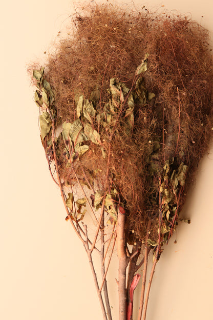 Preserved Smoke Bush - Desert Dune