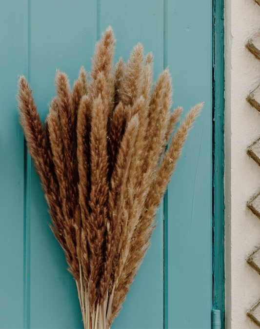 X-Large Thin 2.5 FT Natural Pampas Grass