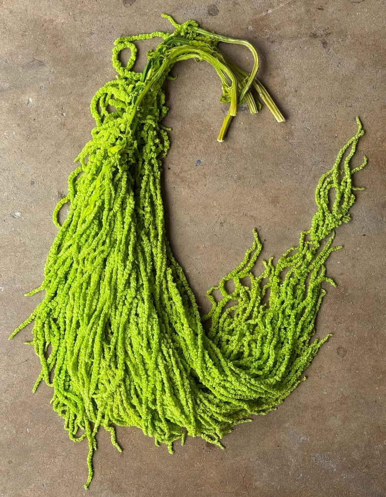 Hanging Amaranthus - Neon Green
