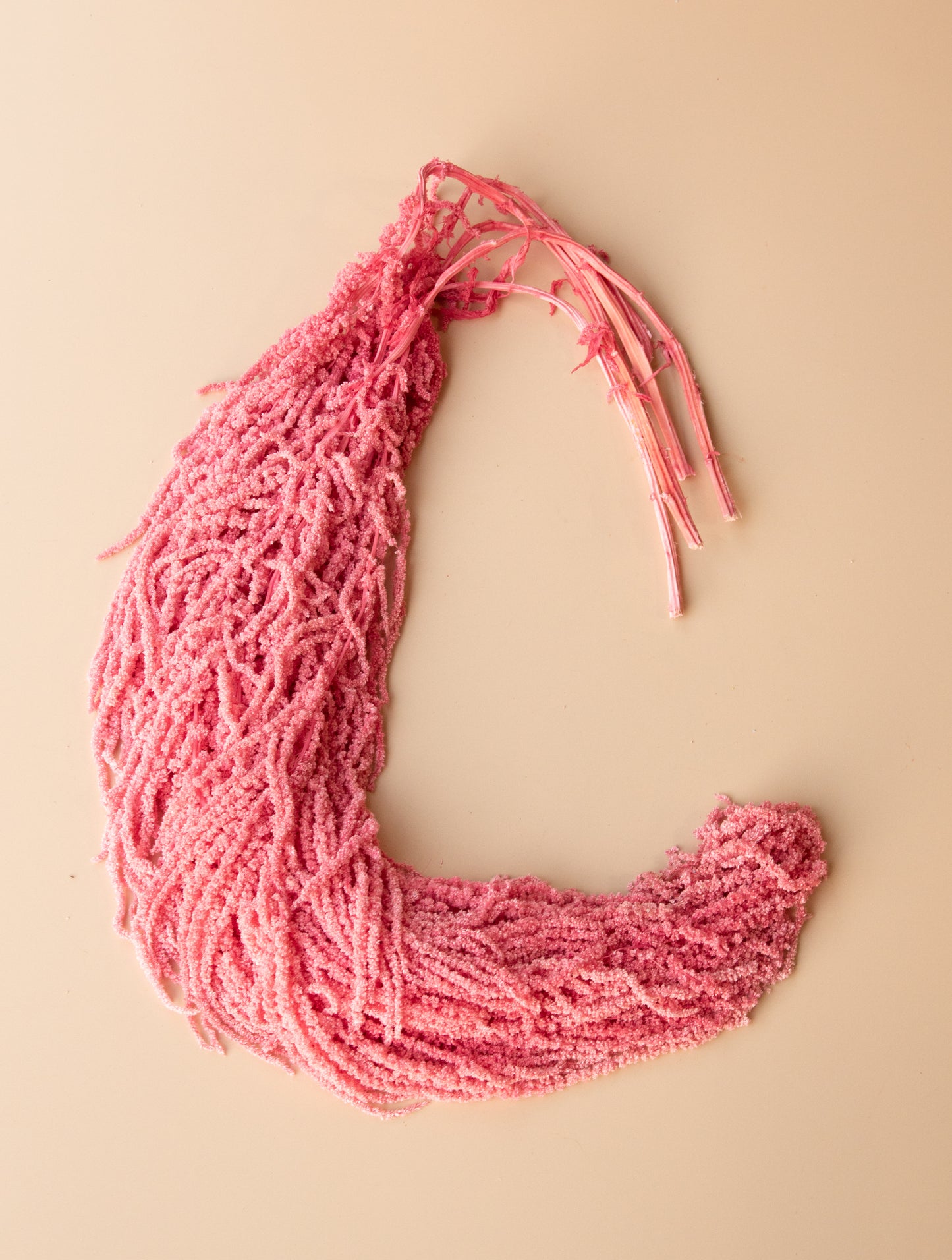 Hanging Amaranthus - Valentine's Day Pink