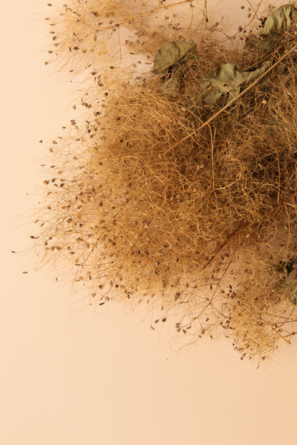 Preserved Smoke Bush - Harvest Brown