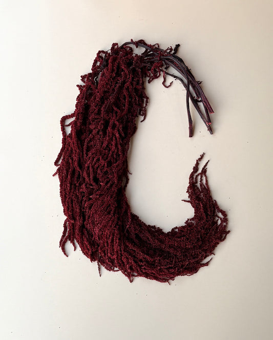 Hanging Amaranthus - Burgundy Wine