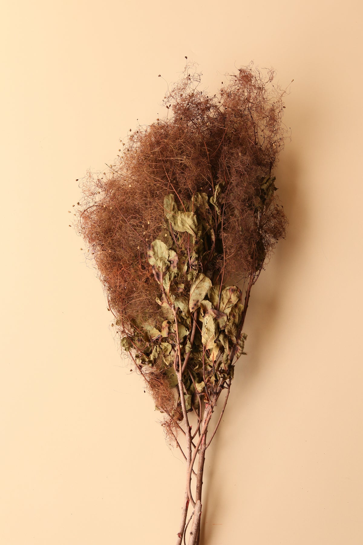 Preserved Smoke Bush - Brown Ombre