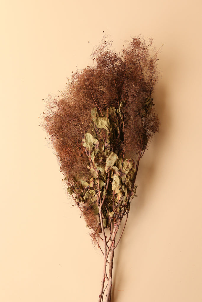 Preserved Smoke Bush - Brown Ombre