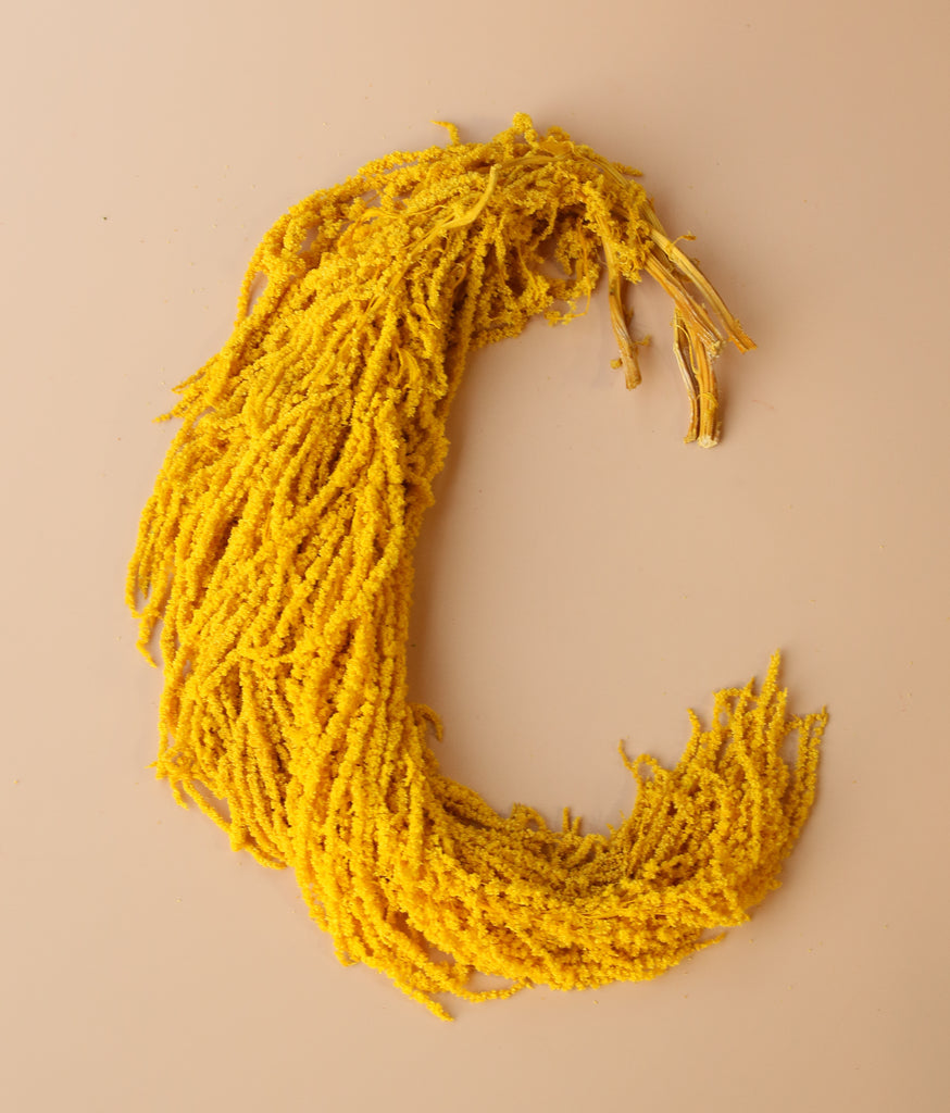 Hanging Amaranthus - Sunshine Yellow Gold