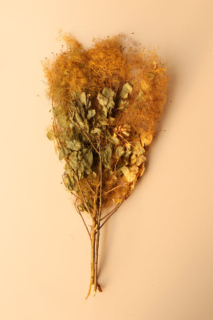 Preserved Smoke Bush - Golden Sunset