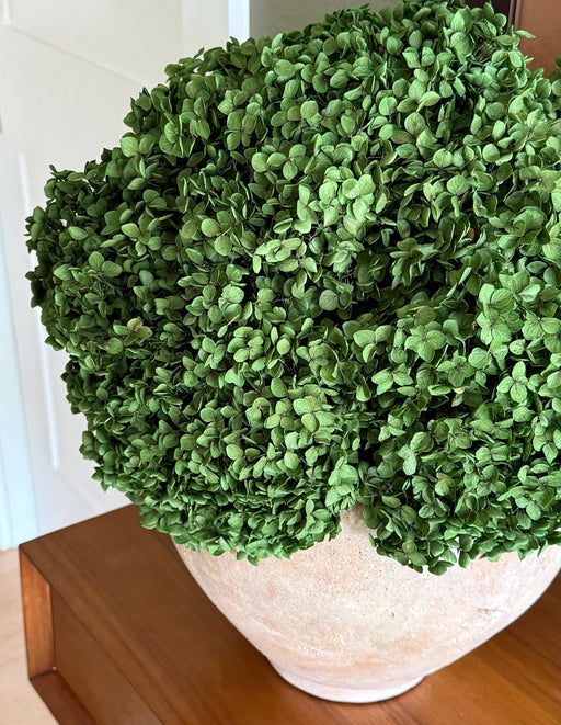 Real Hydrangea Preserved- Medium/Large Emerald Green - alternate