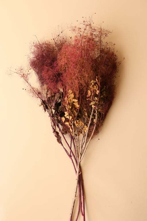 Preserved Smoke Bush - Plum Blend - alternate