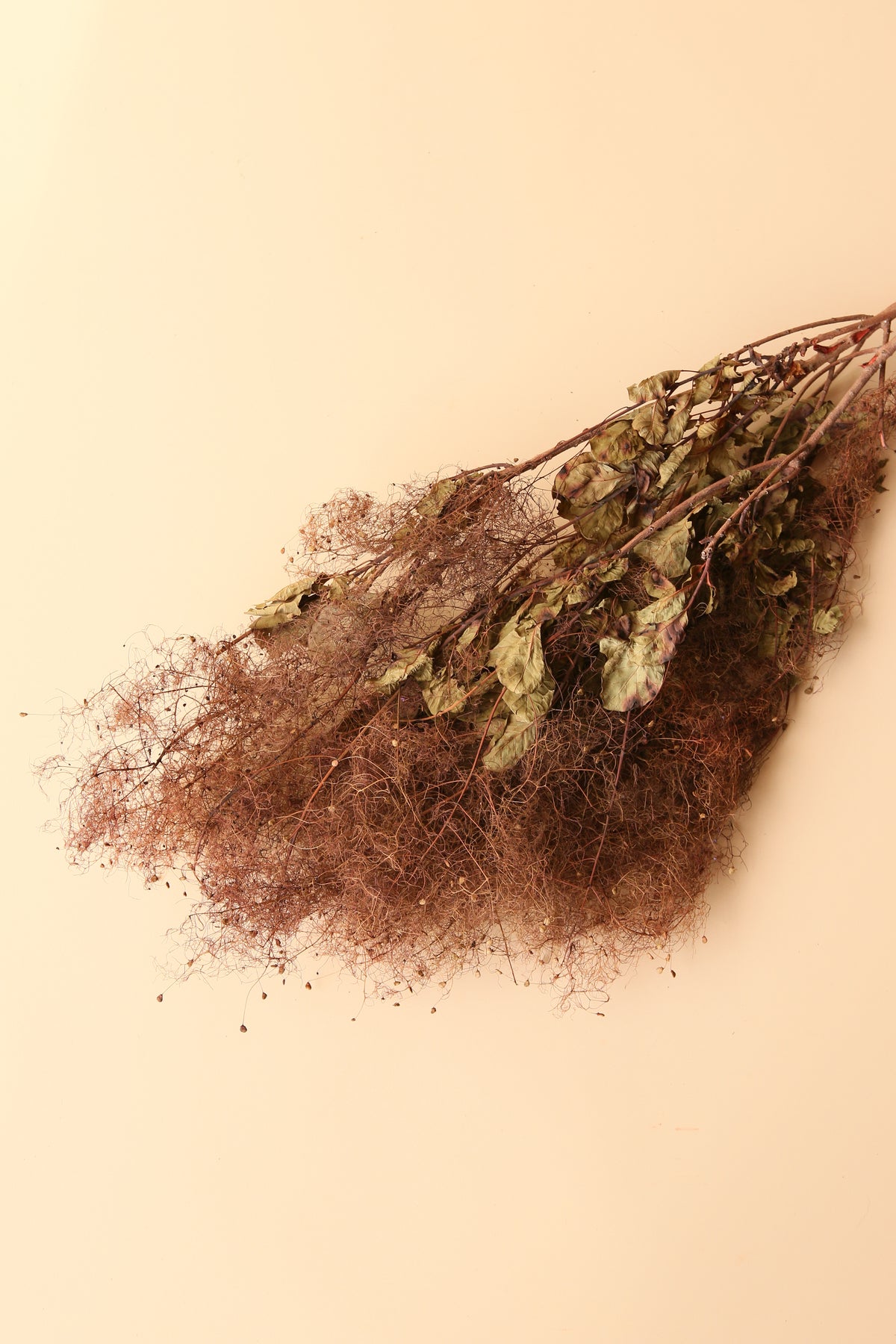 Preserved Smoke Bush - Brown Ombre