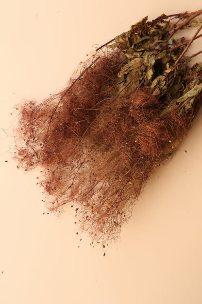 Preserved Smoke Bush - Desert Dune