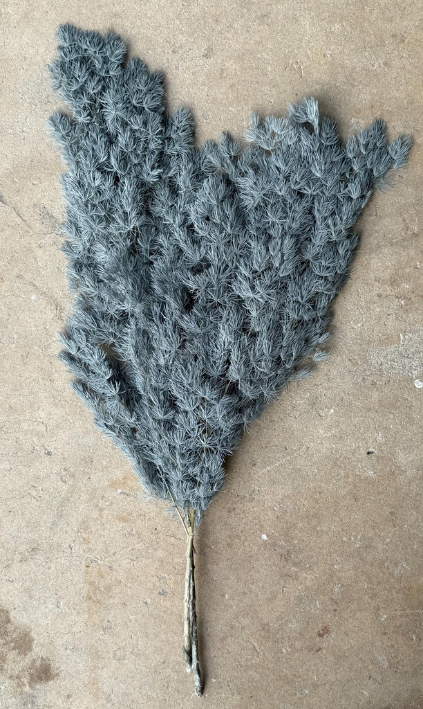 Ming/Asparagus Fern Preserved - Slate Blue