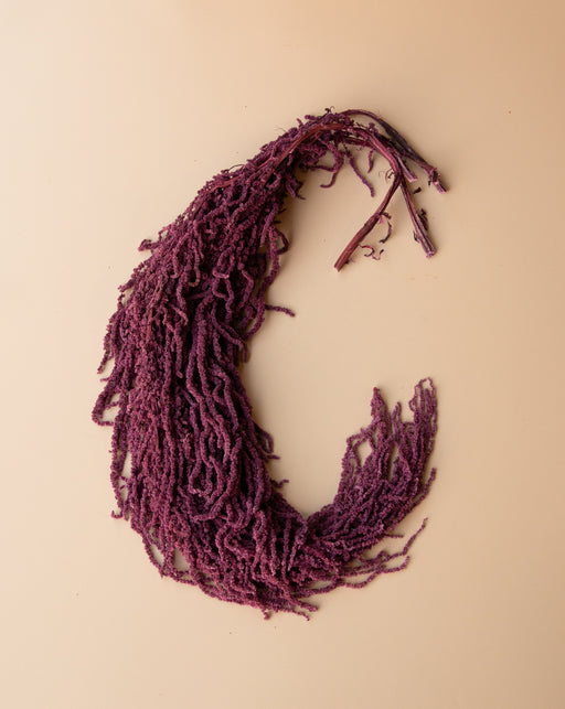 Hanging Amaranthus - Purple Plum