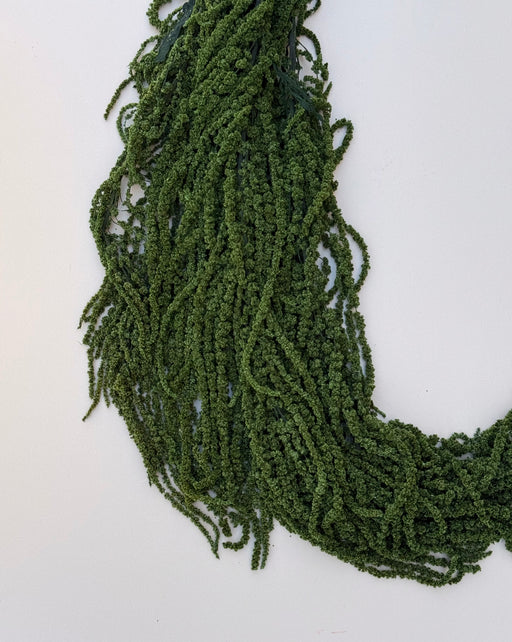 Hanging Amaranthus - Forest Green - alternate