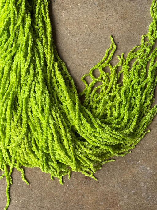 Hanging Amaranthus - Neon Green - alternate