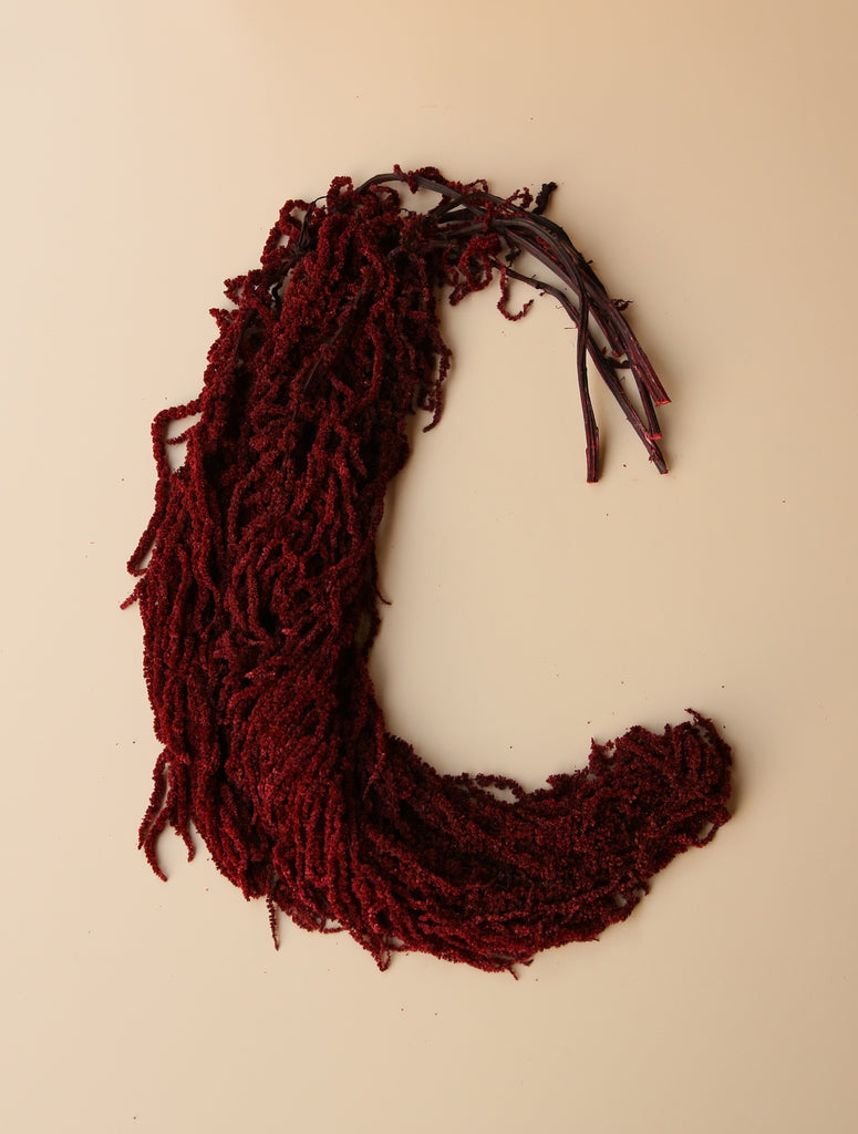 Hanging Amaranthus - Deep Red