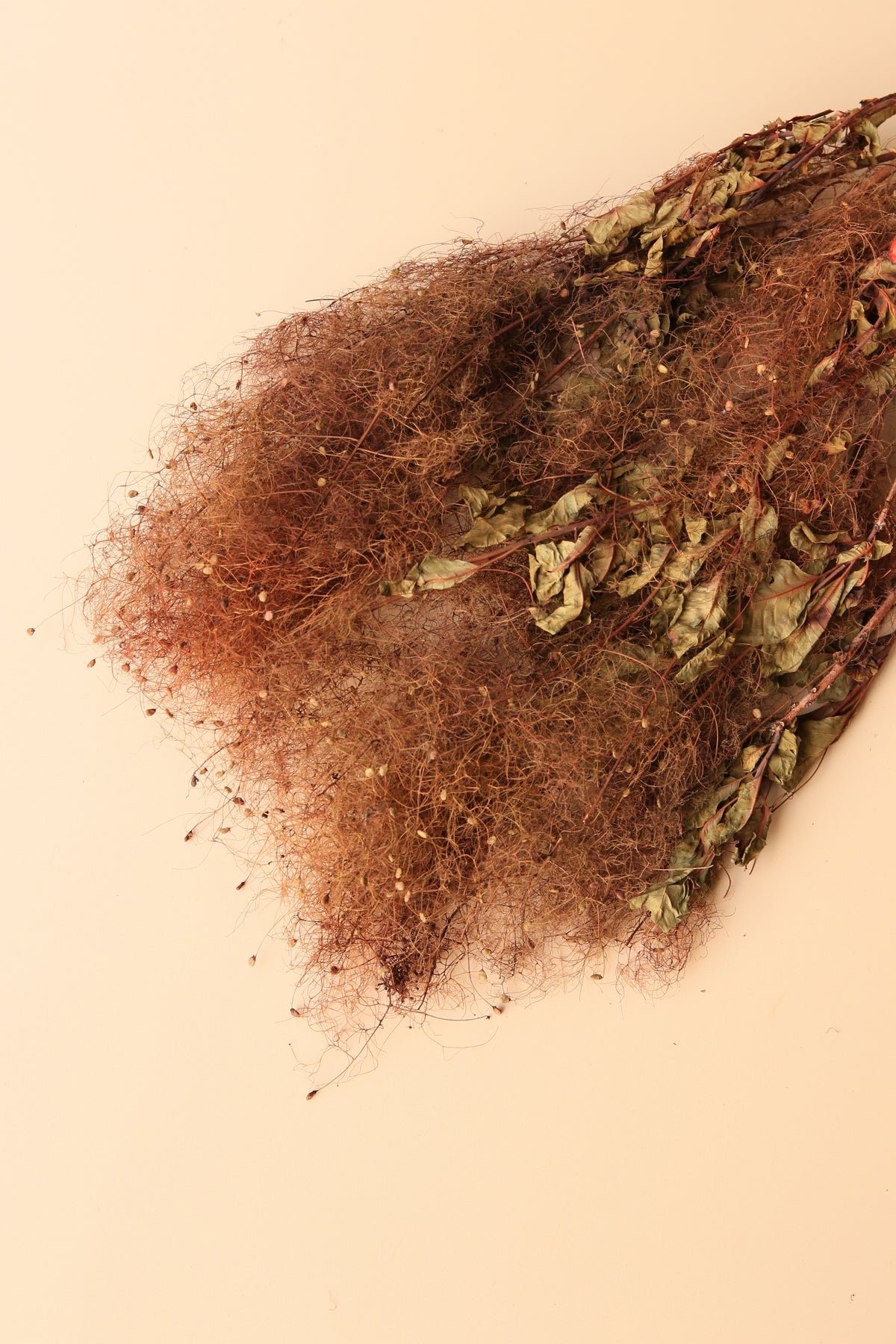 Preserved Smoke Bush - Desert Dune