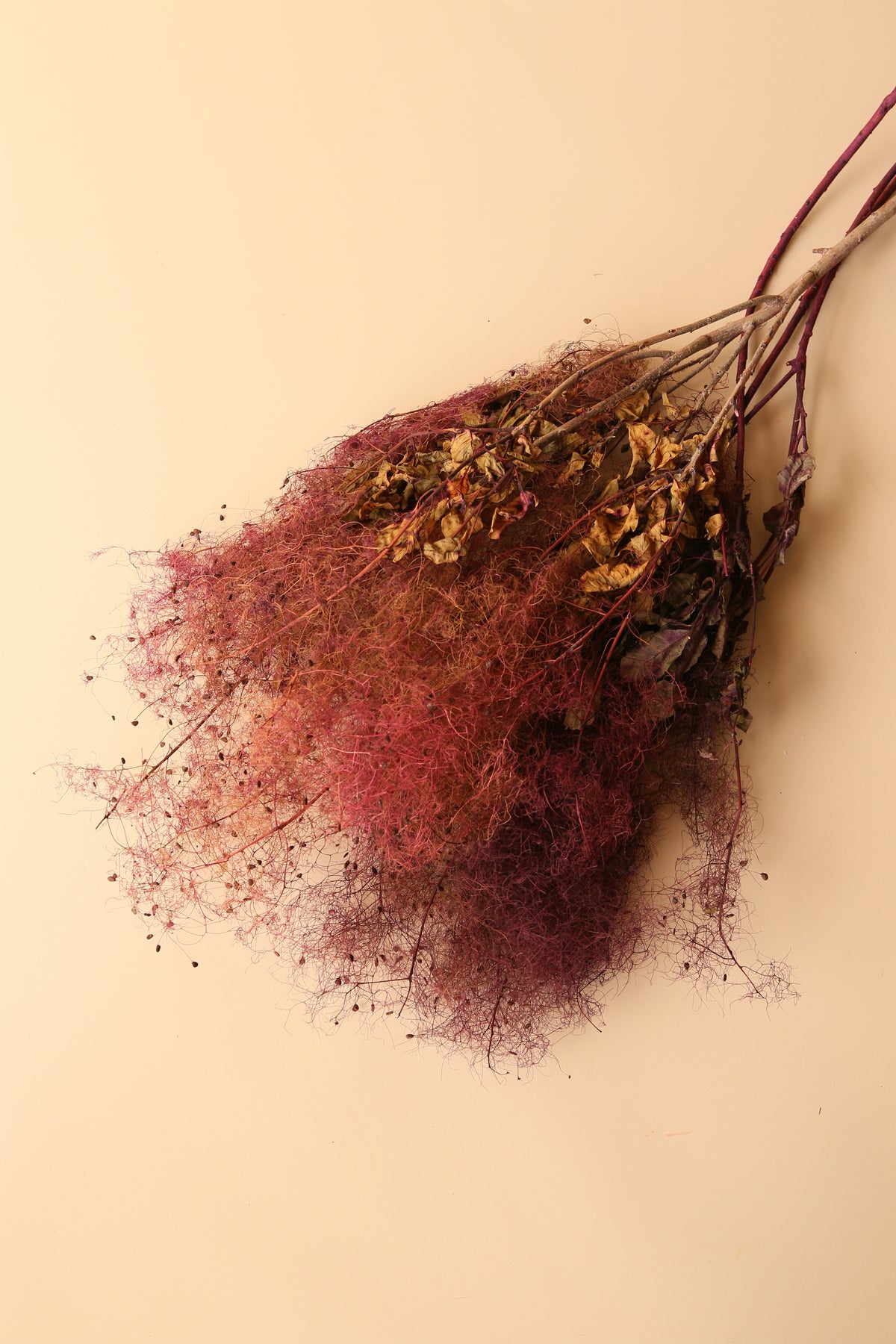Preserved Smoke Bush - Plum Blend
