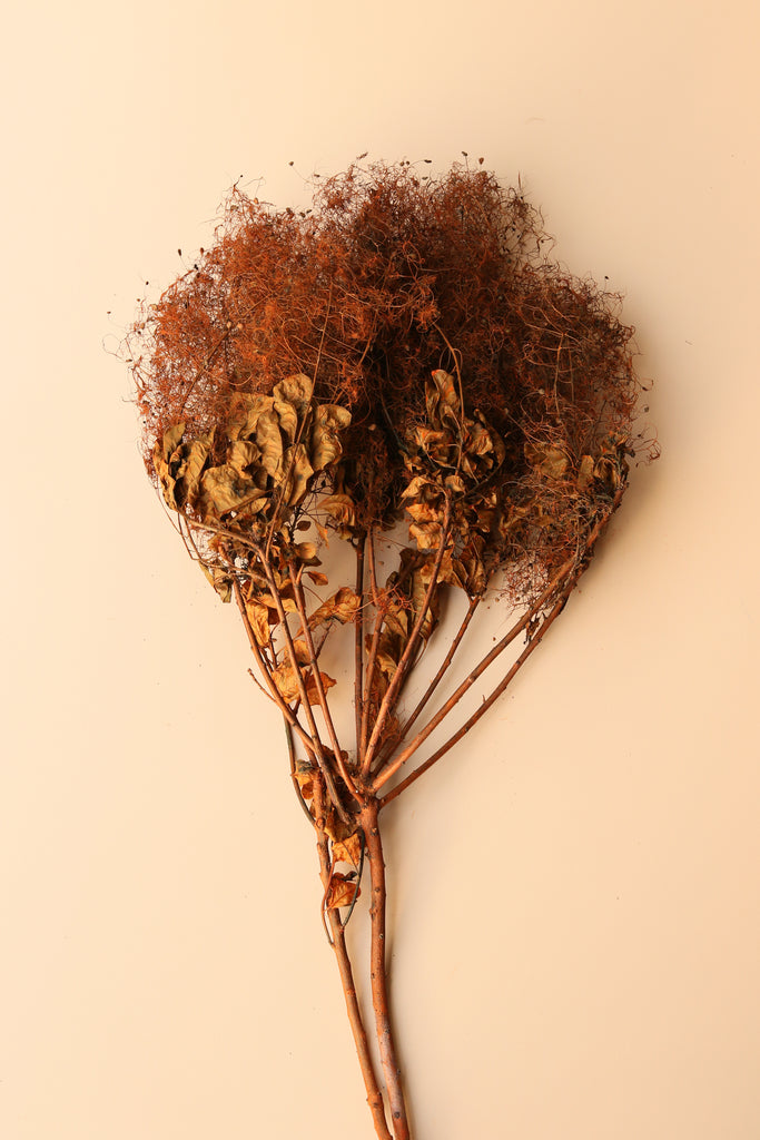 Preserved Smoke Bush - Burnt Orange