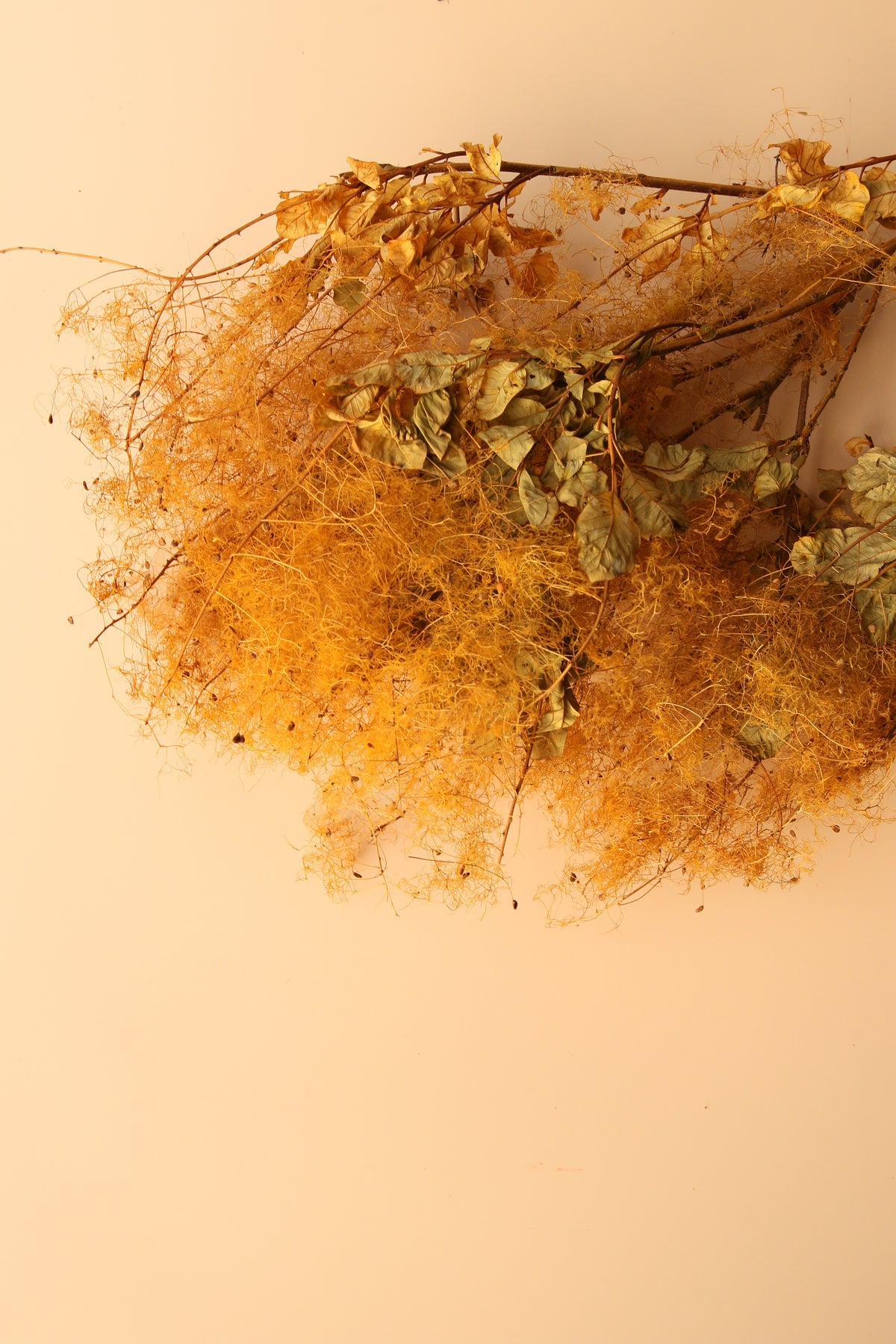 Preserved Smoke Bush - Golden Sunset