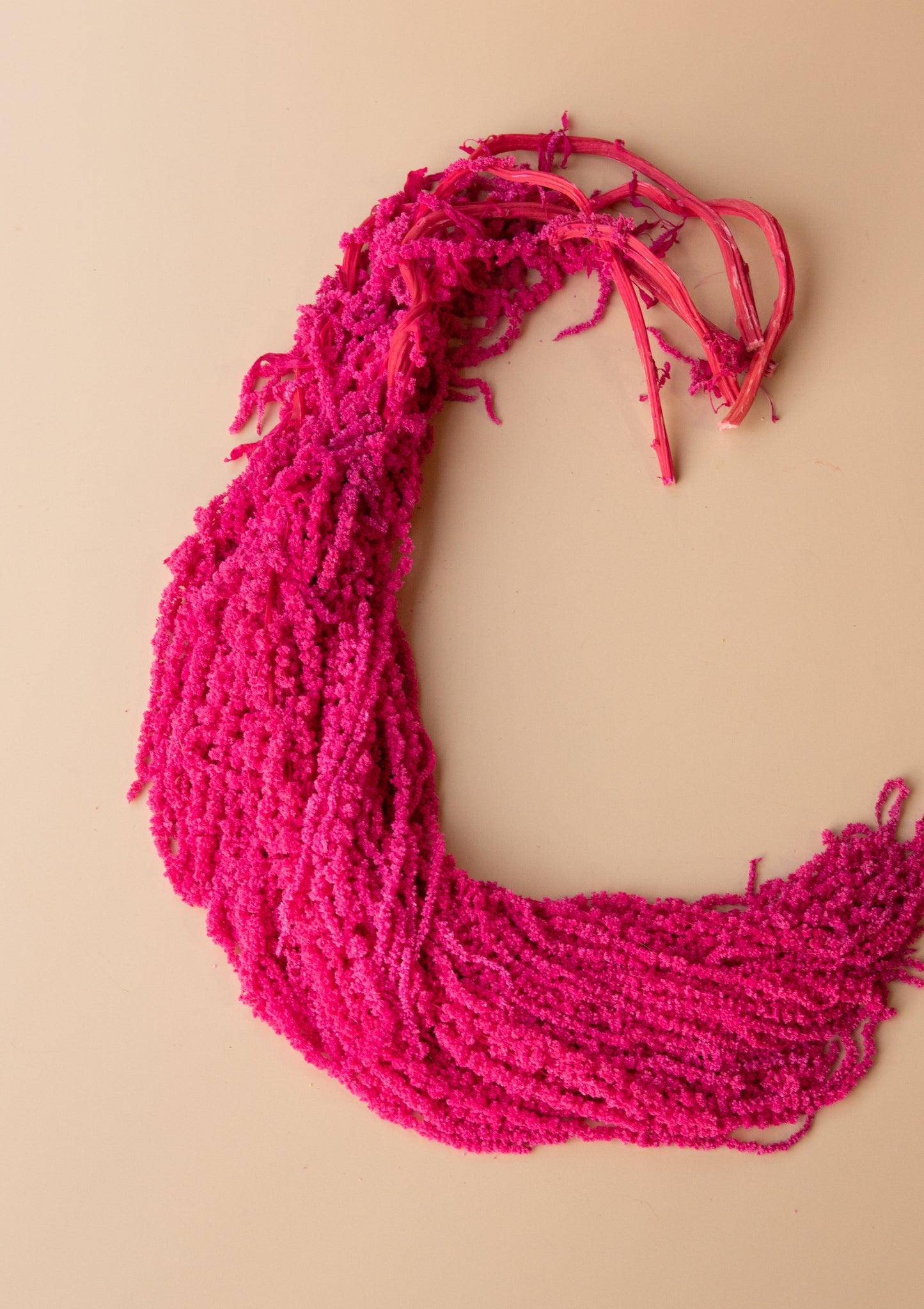 Hanging Amaranthus - Valentine's Day Bright Pink Magenta