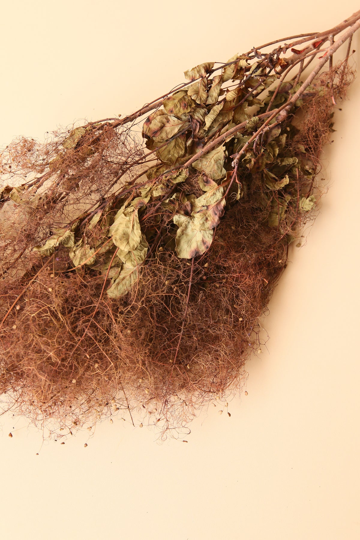 Preserved Smoke Bush - Brown Ombre