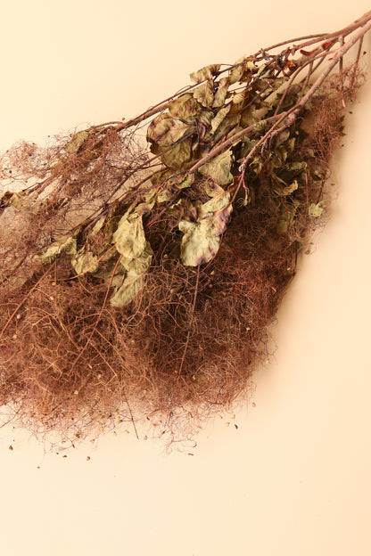 Preserved Smoke Bush - Brown Ombre