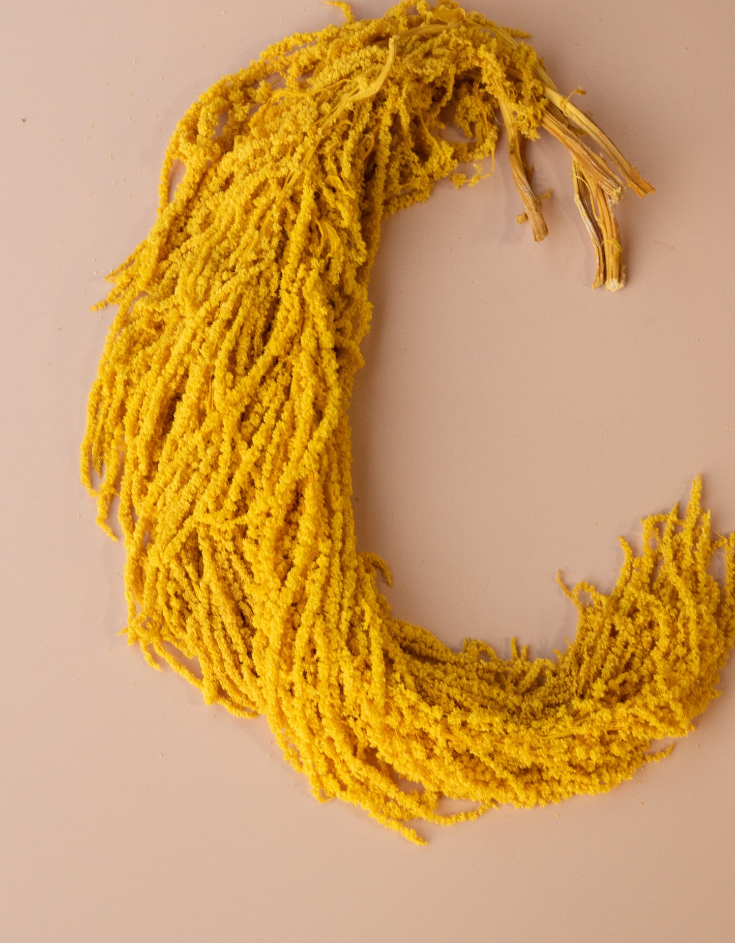 Hanging Amaranthus - Sunshine Yellow Gold