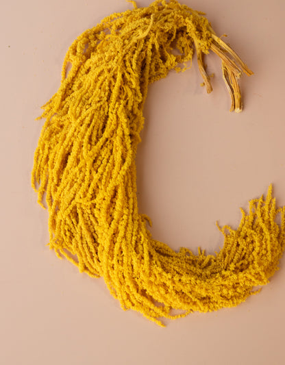 Hanging Amaranthus - Sunshine Yellow Gold