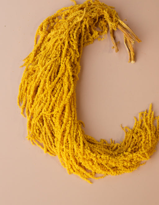 Hanging Amaranthus - Sunshine Yellow Gold - alternate
