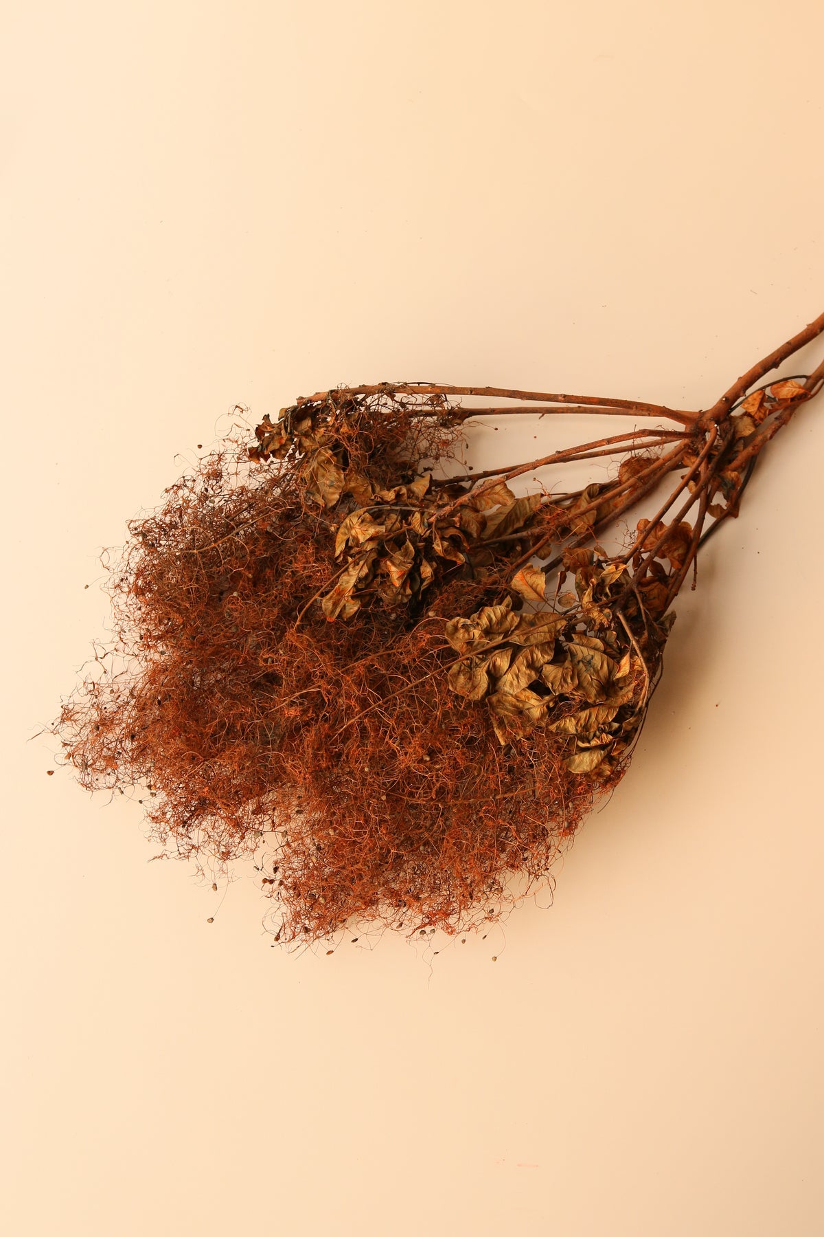 Preserved Smoke Bush - Burnt Orange