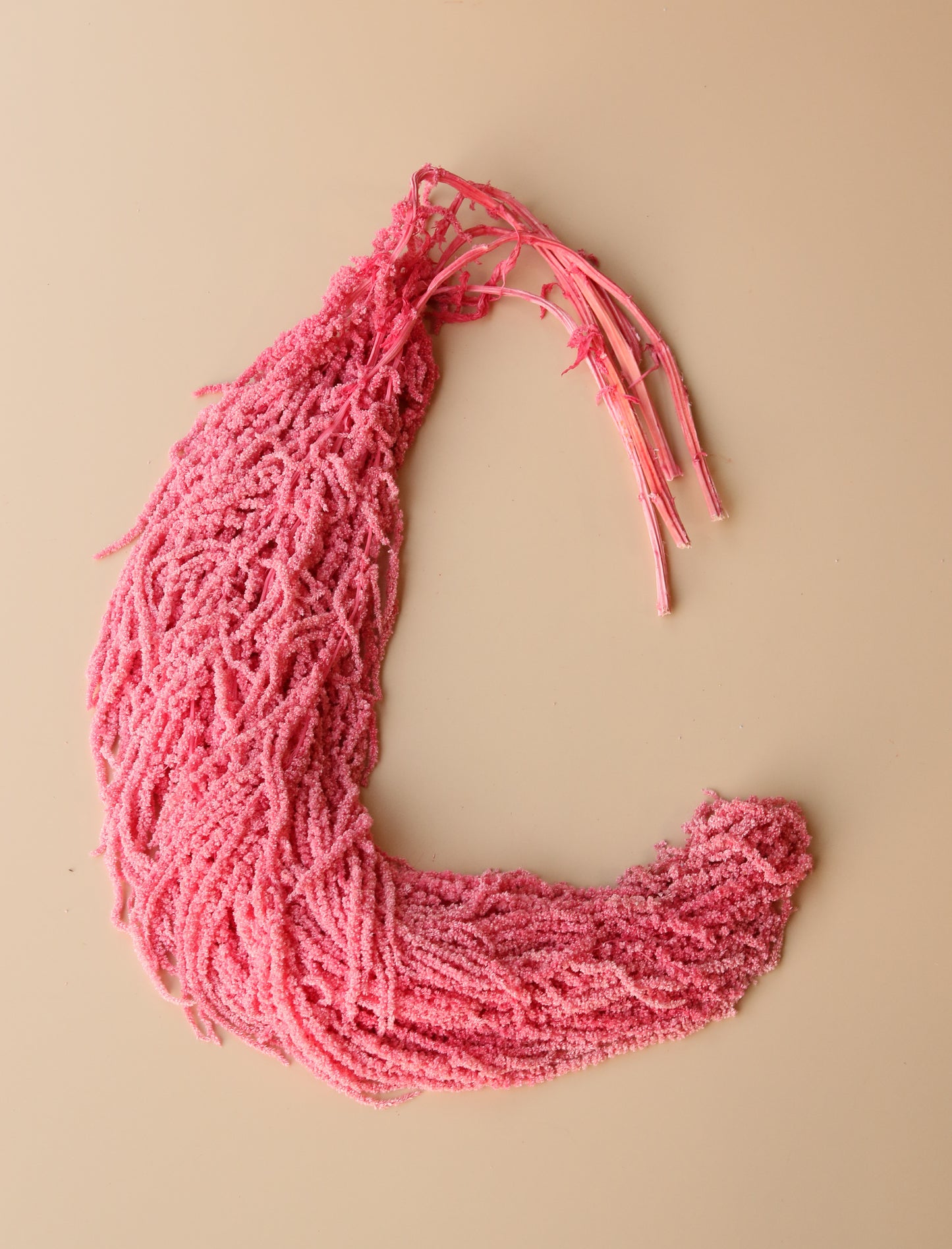 Hanging Amaranthus - Valentine's Day Pink