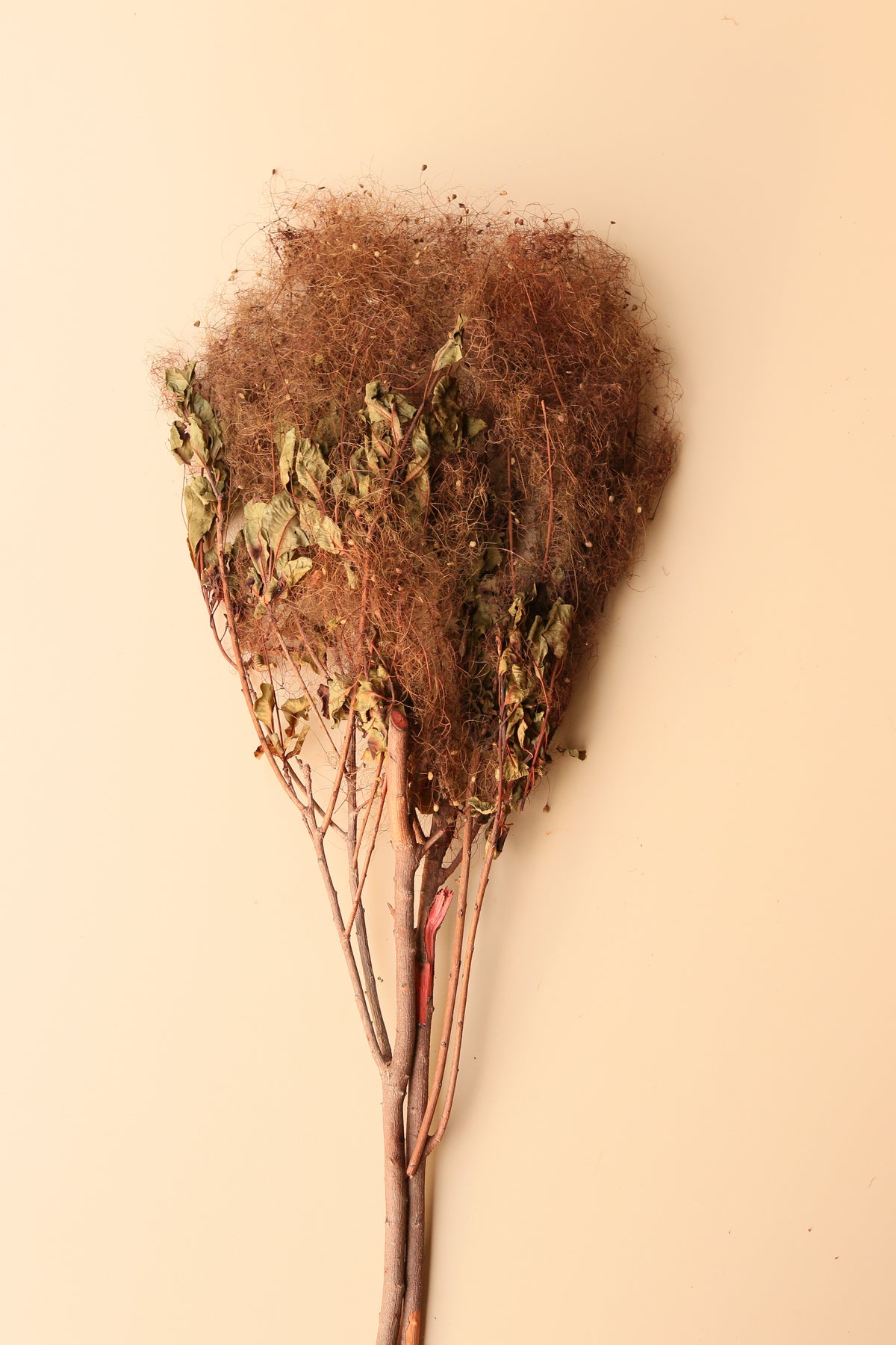 Preserved Smoke Bush - Desert Dune
