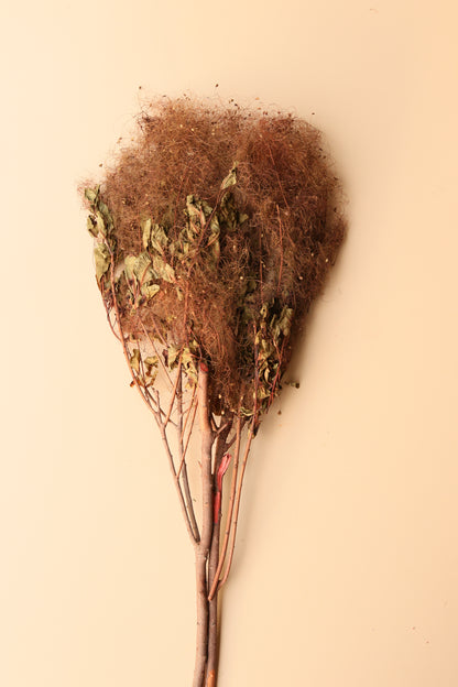 Preserved Smoke Bush - Desert Dune