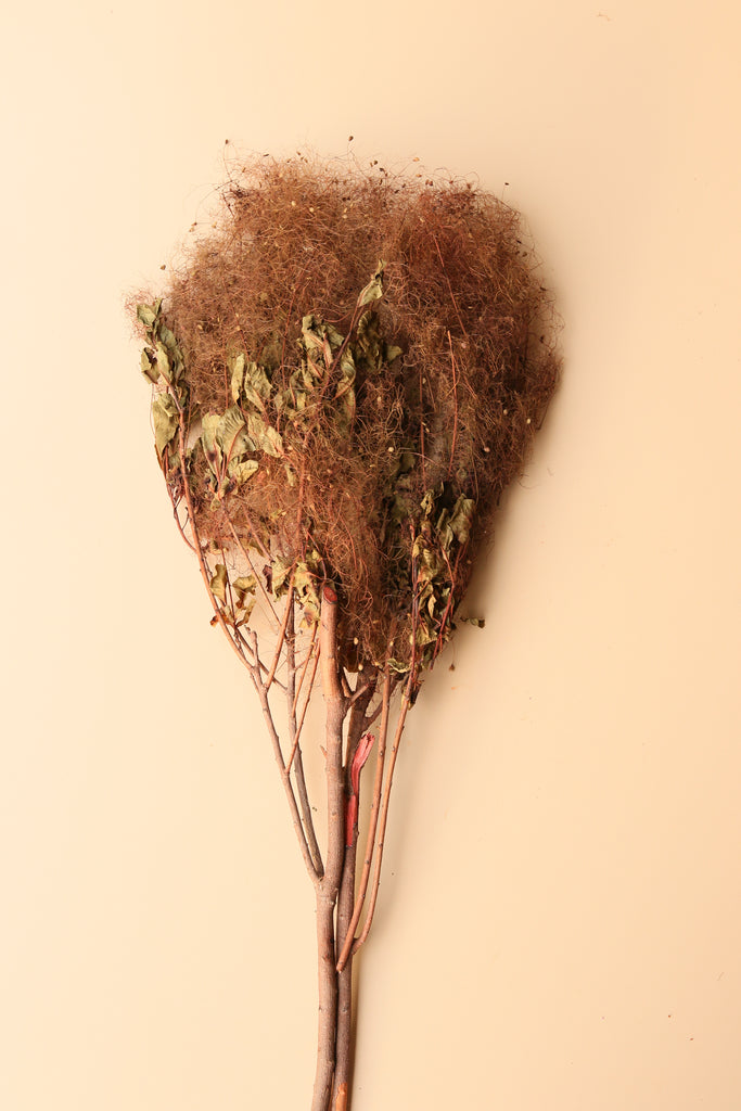 Preserved Smoke Bush - Desert Dune