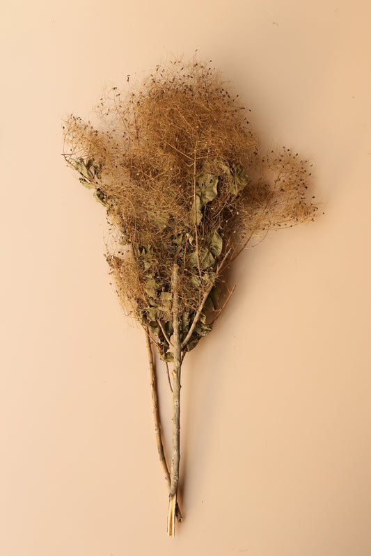 Preserved Smoke Bush - Harvest Brown