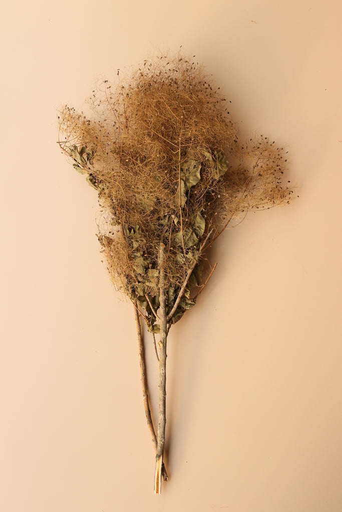 Preserved Smoke Bush - Harvest Brown